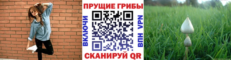 ОМГ ОМГ зеркало  Ленинск-Кузнецкий  Галлюциногенные грибы Cubensis  купить закладку 
